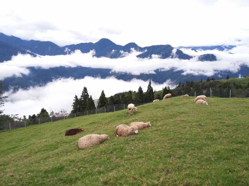 清境兩天一夜規劃：高山牧場浪漫之旅-清境農場（青青草原）