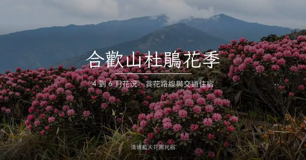 合歡山盛開的粉紅高山杜鵑花叢，後方是雲霧繚繞的山巒稜線