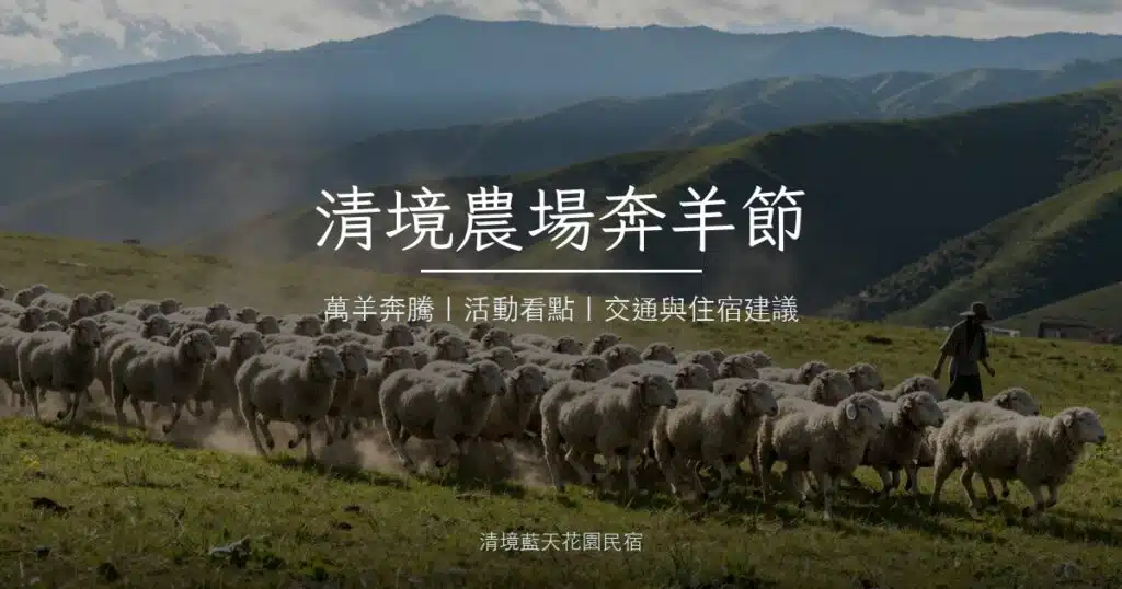 清境青青草原上奔跑的綿羊群與牧羊人｜清境農場奔羊節