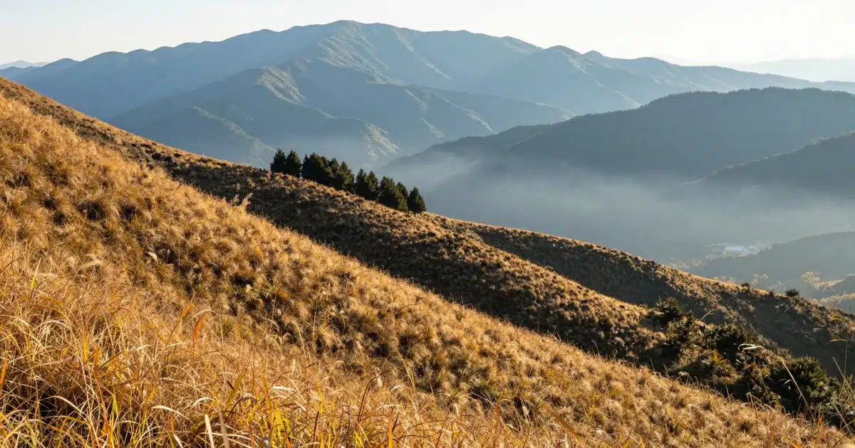 清境高山秋季金黃芒草坡，遠方山巒層疊、谷中飄著薄霧